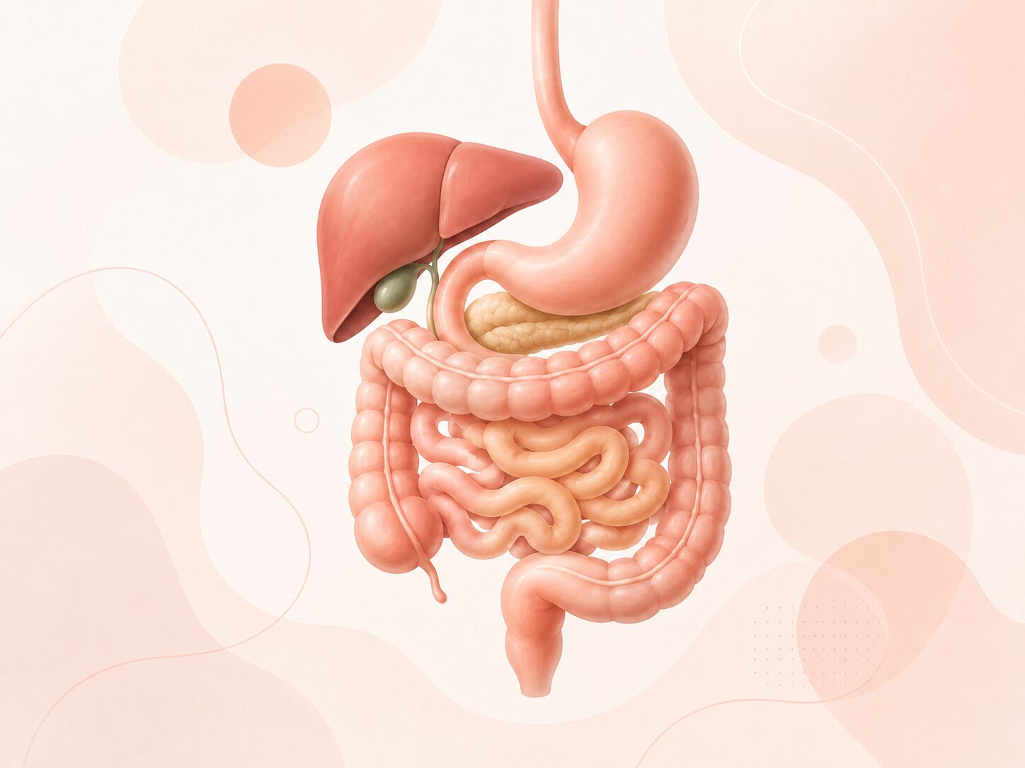 Ilustração suave do sistema digestivo